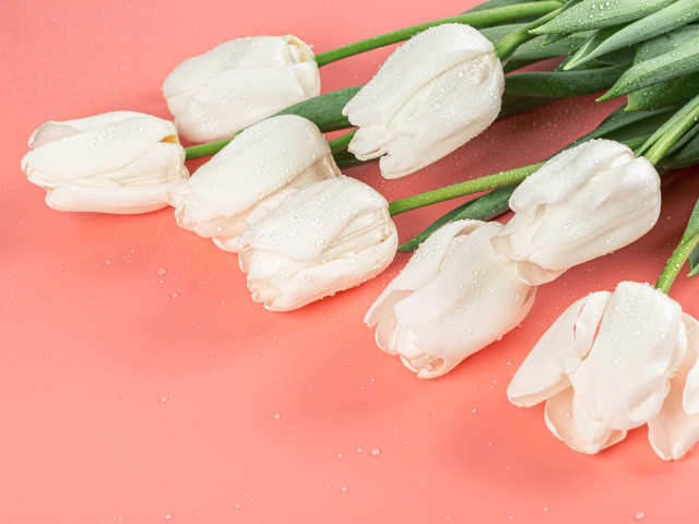 Букет белых тюльпанов в каплях росы на розовом фоне