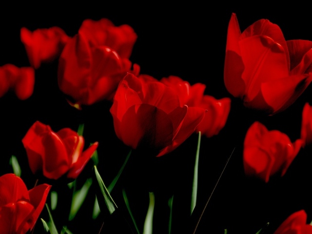 Яркие алые весенние тюльпаны на черном фоне