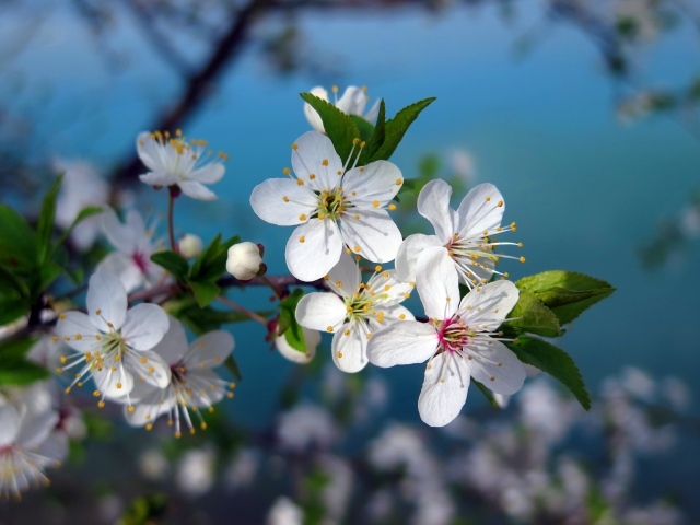 Яркие белые цветы вишни на ветке крупным планом