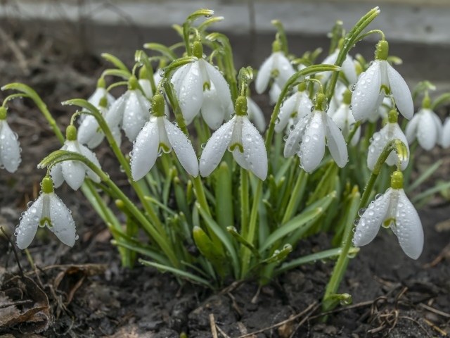 Куст белых подснежников в каплях дождя 