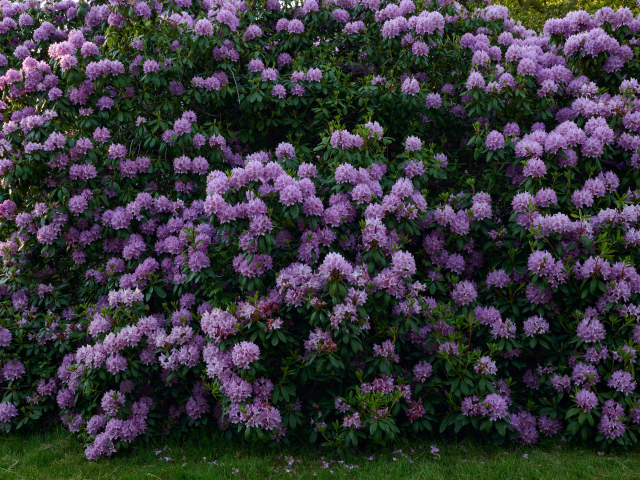 Куст с сиреневыми цветами рододендрона