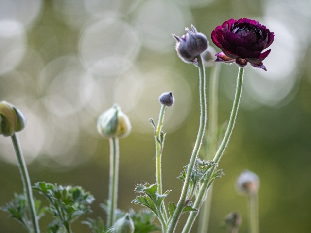 Цветы лютика распускаются на клумбе