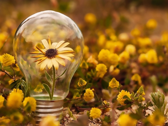 Цветок календулы в стеклянной лампочке