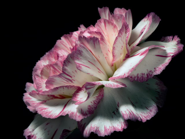 Цветок гвоздики с бело-розовыми лепестками на черном фоне