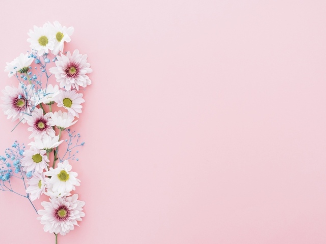 Цветы хризантемы на розовом фоне