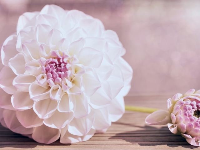 Нежный кремовый цветок георгина на столе