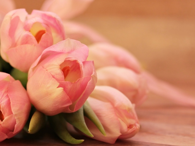 Нежные весенние розовые тюльпаны