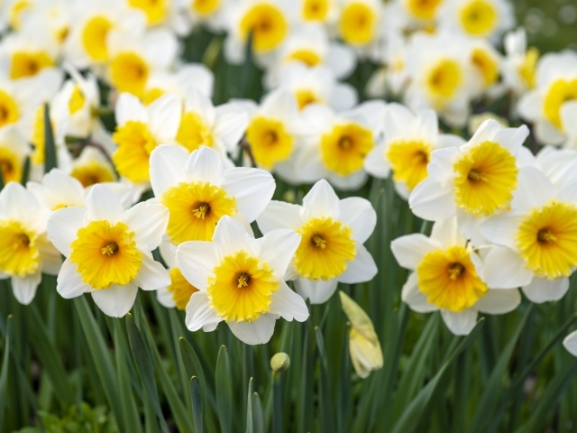 Нежные белые нарциссы с бутонами на клумбе