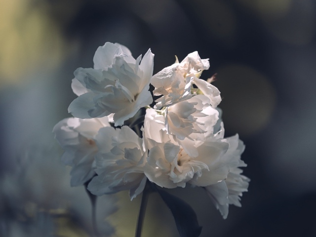 Нежные белые цветы в лучах солнца