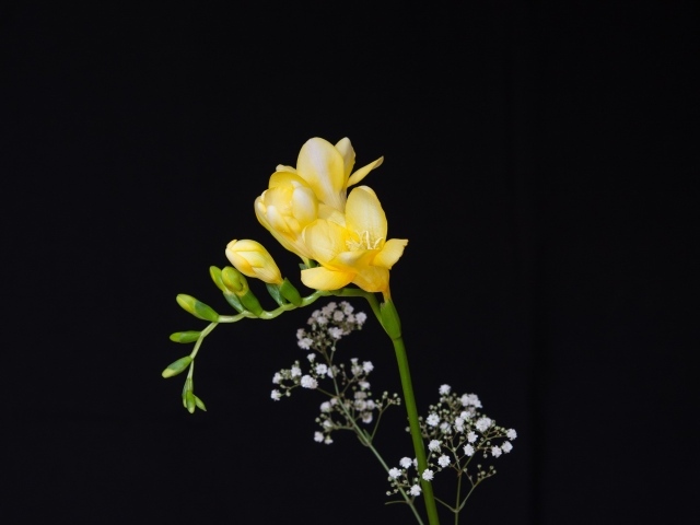 Нежный желтый цветок фрезии на черном фоне