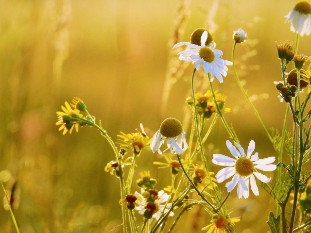 Полевые ромашки и желтые цветы на поле 