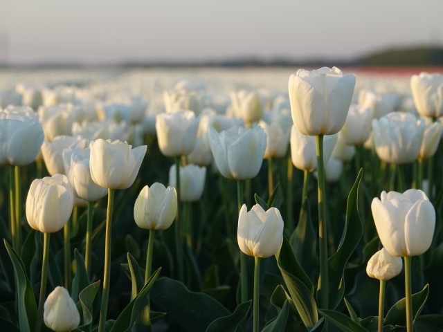Поле белых тюльпанов в Амстердаме 