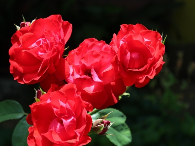Четыре красные розы с бутонами на клумбе 
