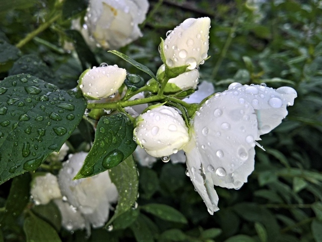 Ароматный цветок жасмина с бутонами после дождя