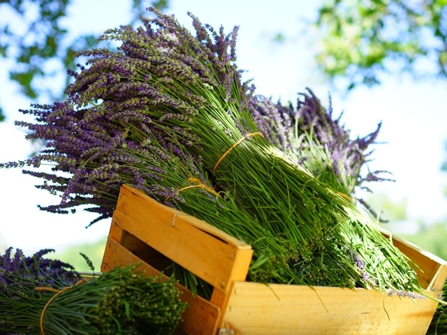 Свежие цветы лаванды в деревянном ящике