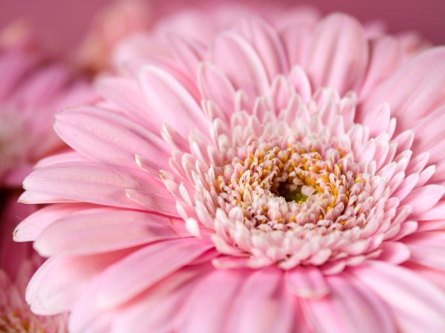 Цветок герберы с розовыми лепестками