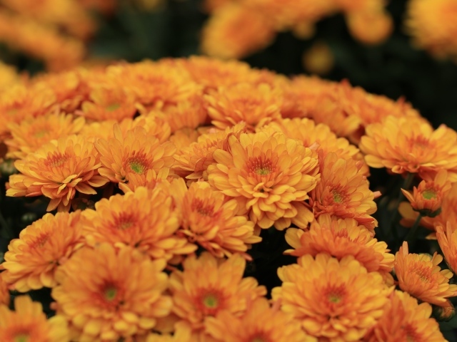 Большой букет оранжевых хризантем крупным планом 