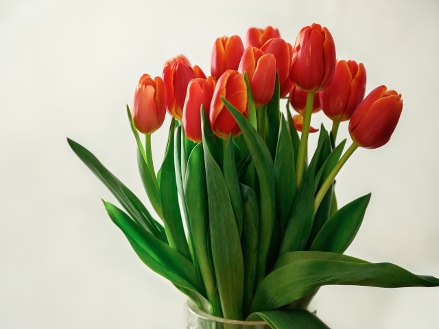 Большой букет красных тюльпанов в вазе на белом фоне