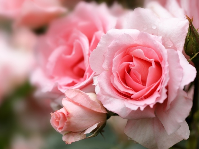 Крупная розовая роза с бутонами на клумбе