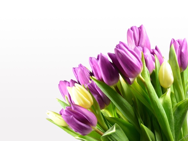 Сиреневые тюльпаны на белом фоне