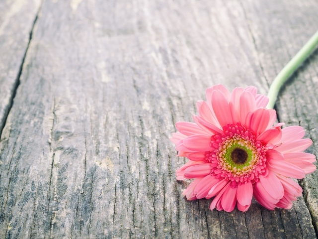 Одинокий цветок розовой герберы на сером столе