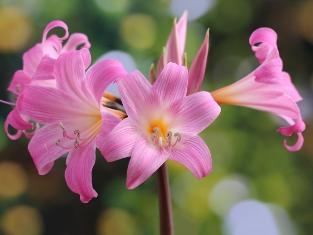 Много красивых розовых цветов лилии