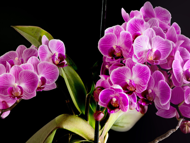 Много красивых розовых цветов орхидеи на черном фоне 