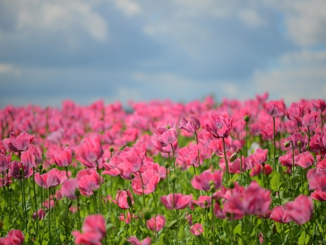 Много красивых розовых маков на поле