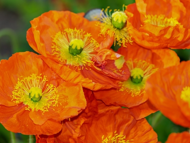 Много оранжевых декоративных маков на клумбе