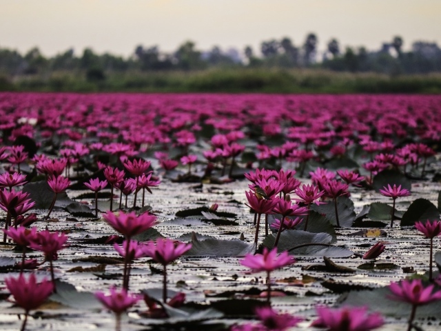 Много розовых цветов лотоса в пруду 