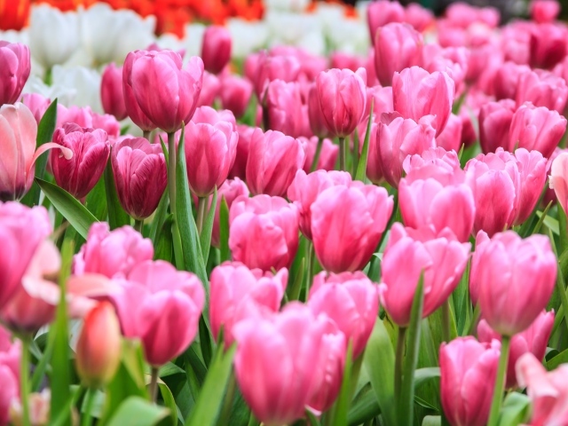 Много розовых весенних тюльпанов на клумбе