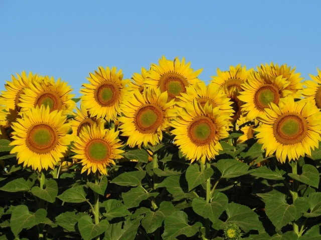 Много желтых цветов подсолнуха с зелеными листьями на фоне голубого неба