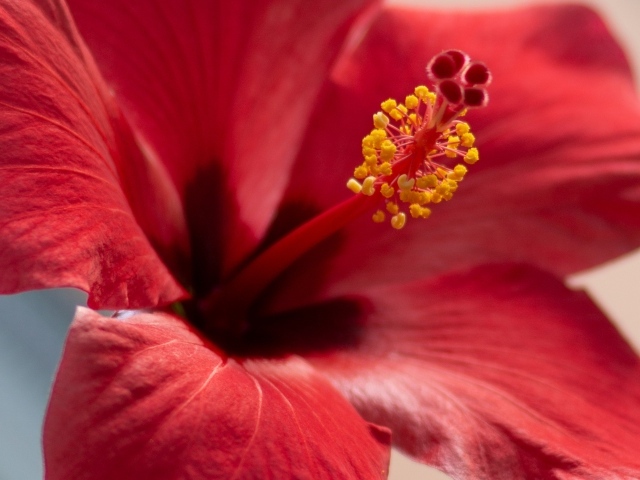 Серединка красного цветка гибискуса крупным планом