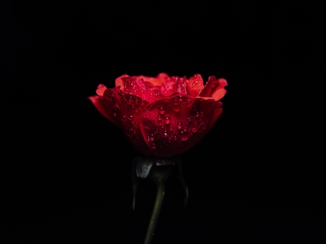 Одна красная роза в каплях воды на черном фоне