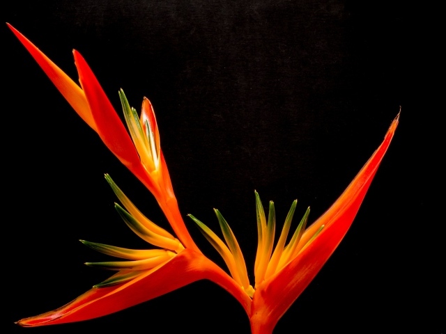 Оранжевый цветок канны на черном фоне