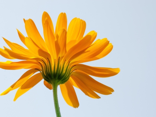 Оранжевый цветок ноготки на сером фоне 