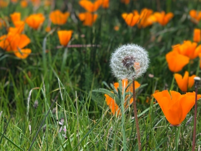 Оранжевые цветы эшшольции с белым одуванчиком