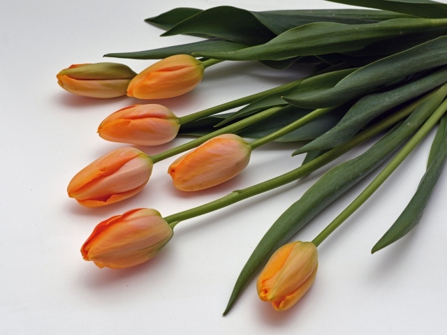 Оранжевые цветы тюльпаны с зелеными листьями на белом фоне