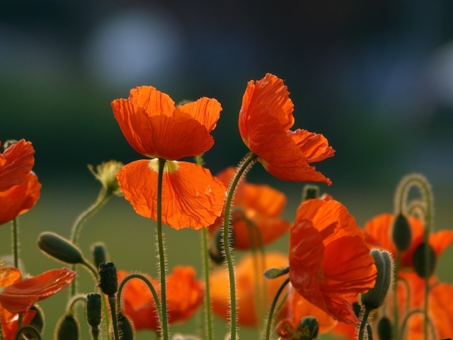 Оранжевые цветы мака с бутонами на поле