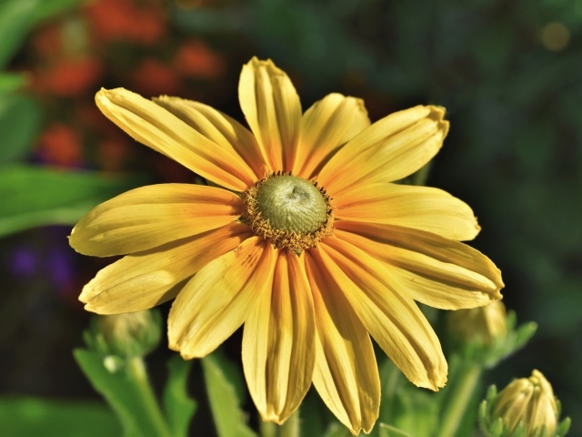 Оранжевый цветок рудбекия крупным планом