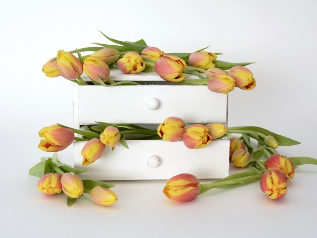 Оранжевые тюльпаны в ящике на фоне белой стены