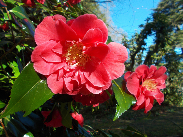 Розовые цветы камелии с зелеными листьями на ветке 