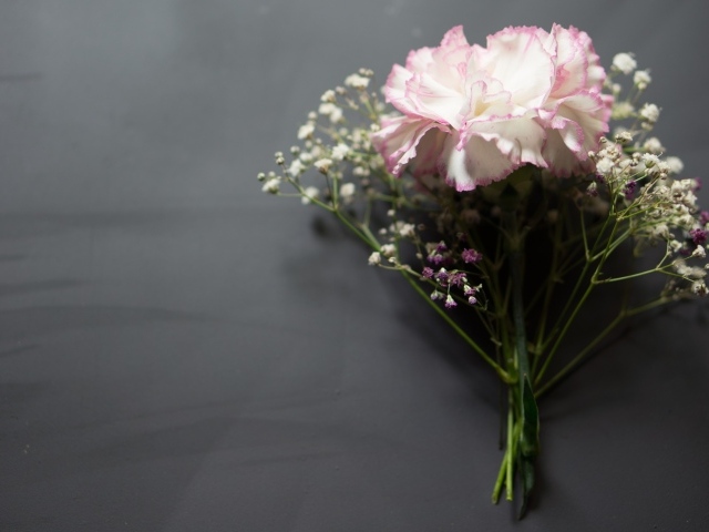 Розовый цветок гвоздики с цветами гипсофилы на сером фоне