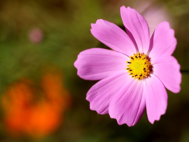 Розовый цветок космеи с желтой серединкой 