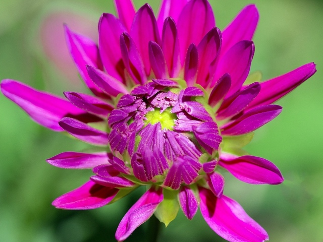 Розовый цветок георгины распускается 