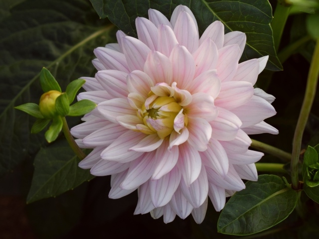 Розовый цветок георгина  зелеными листьями 