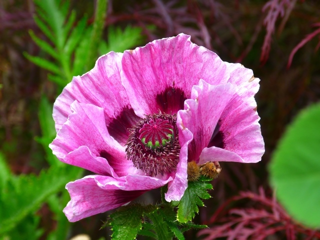 Розовый декоративный мак на клумбе