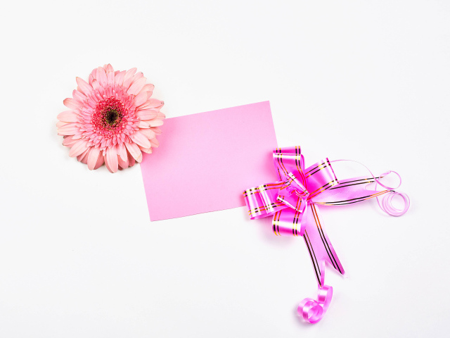 Розовый цветок герберы с бантом и листом бумаги на белом фоне