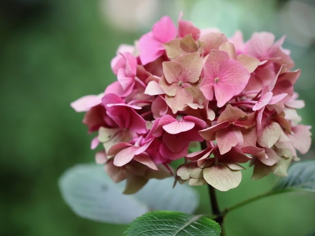 Розовый цветок гортензии крупным планом