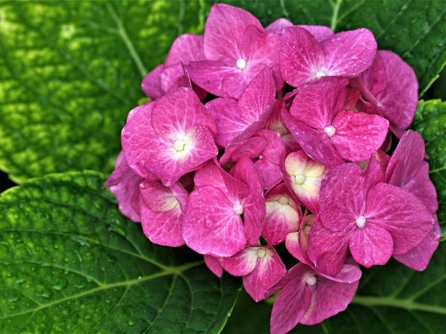 Розовый цветок гортензии с зелеными листьями 